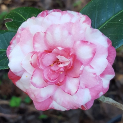 Dryade Variegated